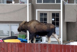 "Moose in the Neighbor's Yard"